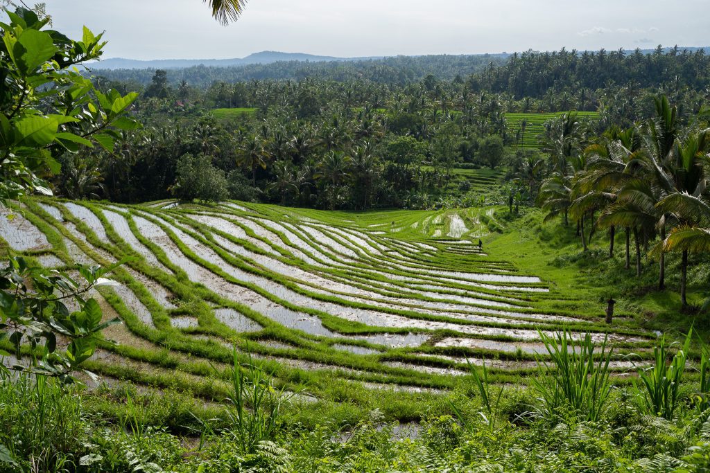 Trails of Bali - Great scenery on the trekking tours we developed in remote Bali