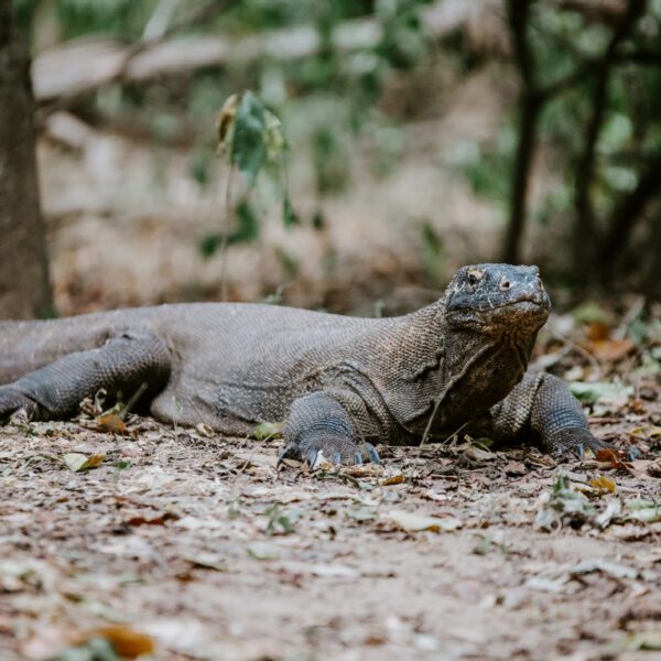 Komodo dragon in the wild on Rinca island inside Komodo national park