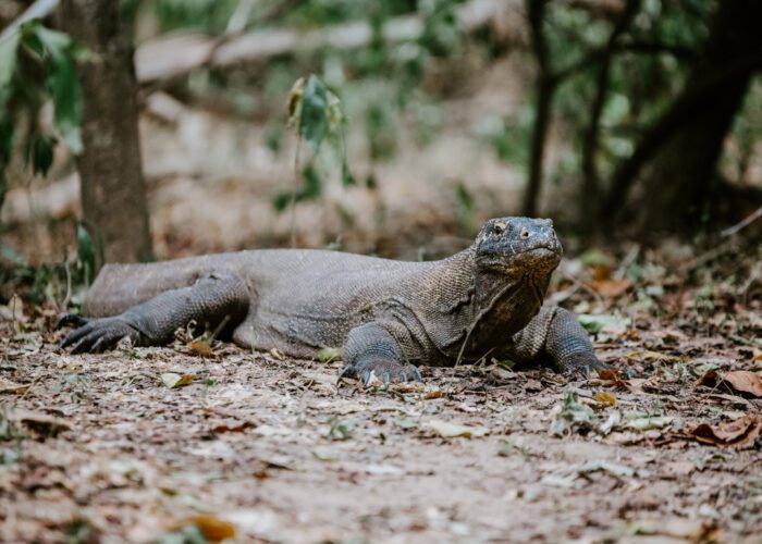 Komodo dragon in the wild on Rinca island inside Komodo national park