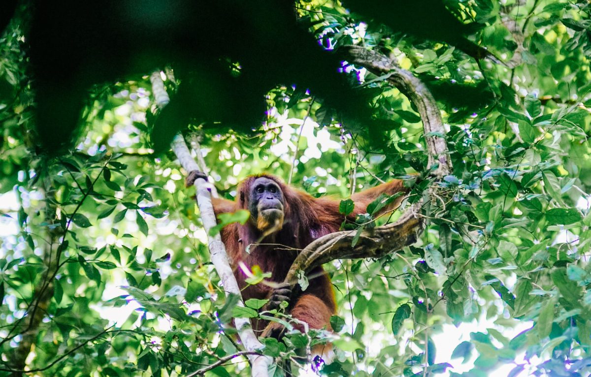 Sumatra Orangutan viewing - wicked adventures