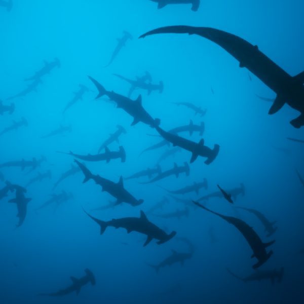 Scalloped Hammerhead sharks in schools - part of our 2017 expedition