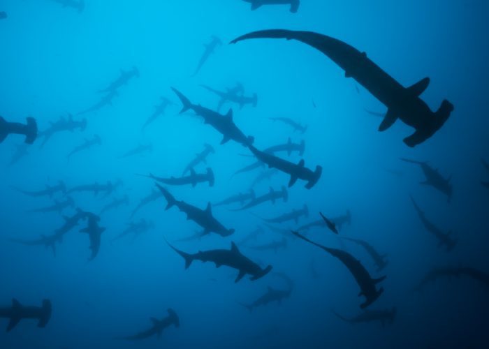 Scalloped Hammerhead sharks in schools - part of our 2017 expedition