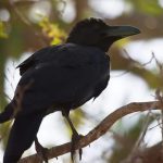 Flores Crow - corvus florensis