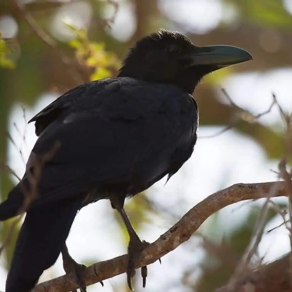 Flores Crow - corvus florensis