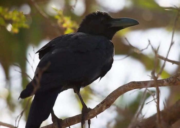 Flores Crow - corvus florensis