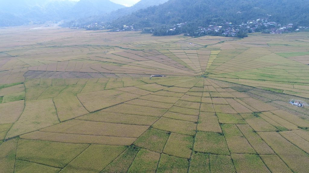 Traditional manggarai spiderweb ricefield