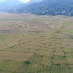 Traditional manggarai spiderweb ricefield