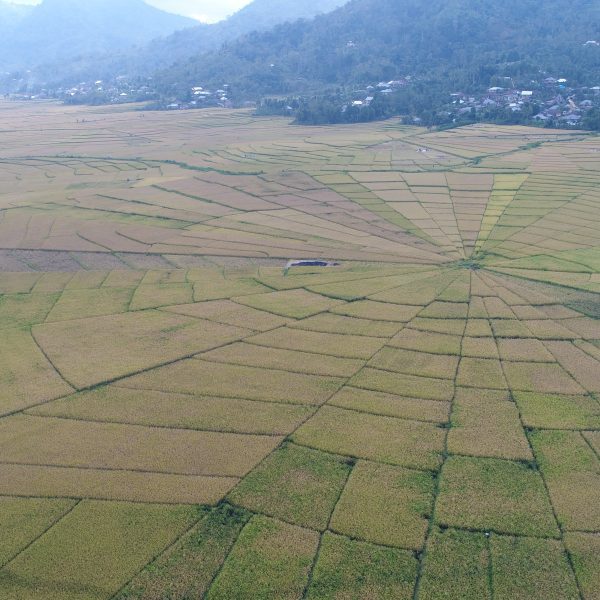 Traditional manggarai spiderweb ricefield