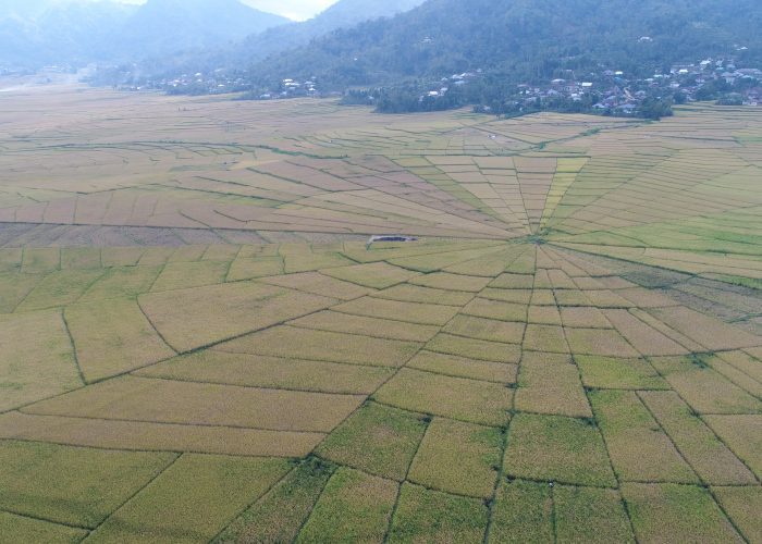 Traditional manggarai spiderweb ricefield