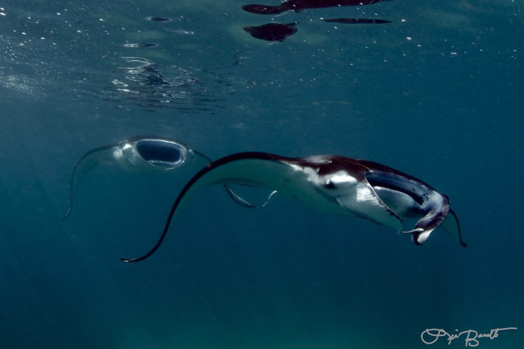 Manta Ray research