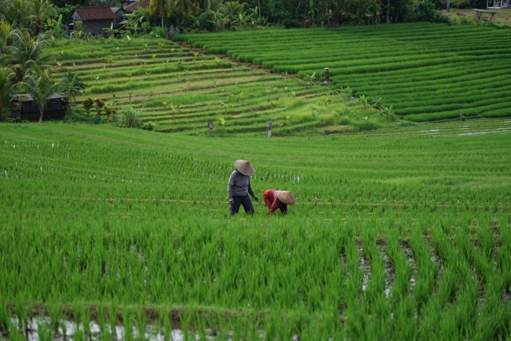 Farmers and their rice fields using the Subak system - Indonesia’s living UNESCO intangible cultural heritage.