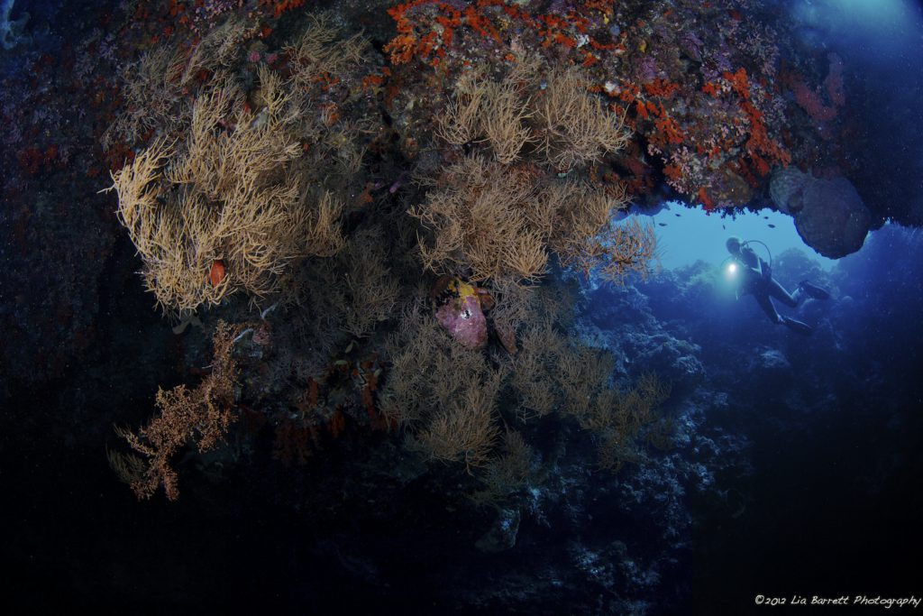 Incredible Marine life in Raja Ampat UNESCO Global Geopark showing Indonesia’s geological heritage